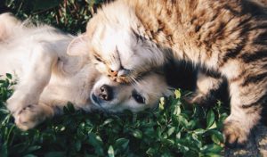 Tiergesundheit Hund und Katze